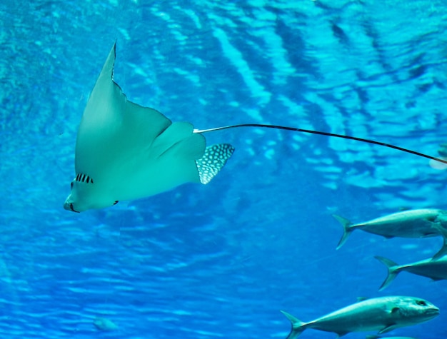 Stingray dans le grand aquarium de la mer Rouge nage parmi d'autres poissons exotiques