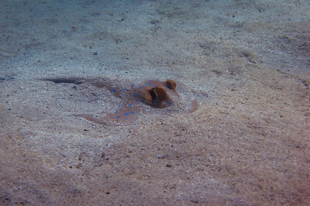 Stingray dans le sable