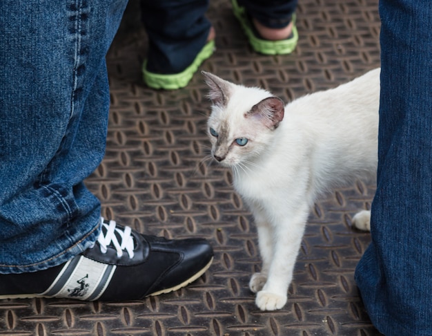 Stitt petit chaton siamois