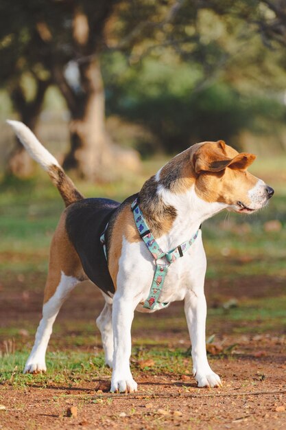 Photo stock photo d'un chien beagle jouant et aboyant à l'appareil photo