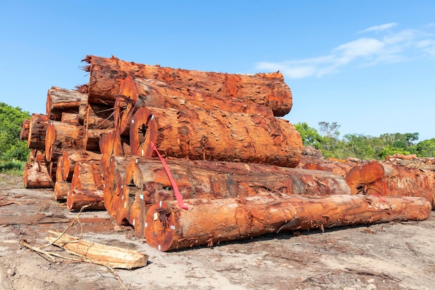 Stockage de bûches indigènes provenant d'une zone forestière gérée dans la région amazonienne brésilienne