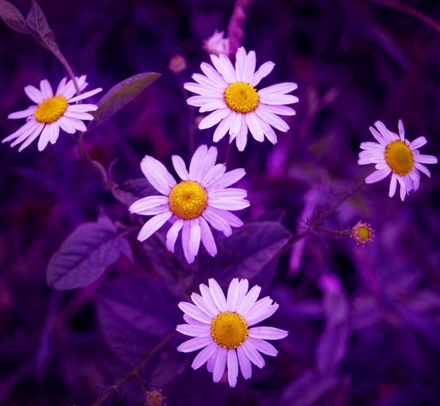 Stocks de fleurs 2