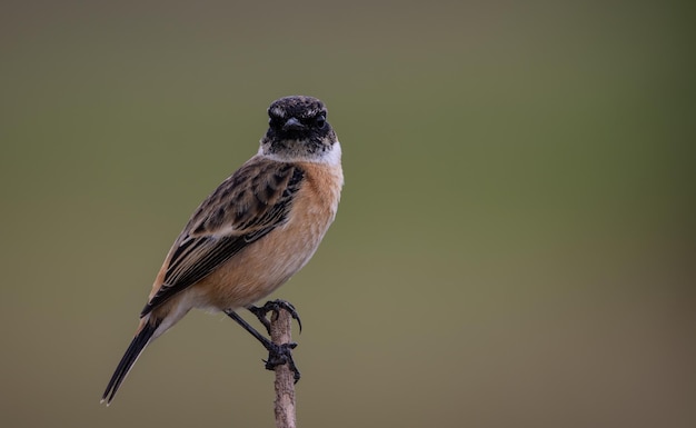 Stonechat commun Gros plan Portrait Animal