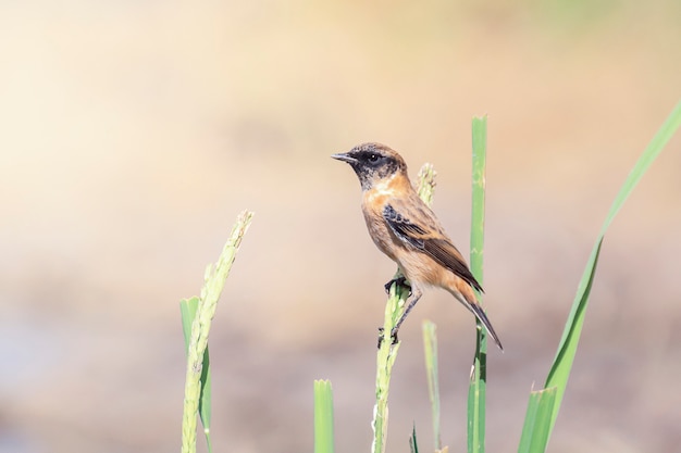 Stonechat est assis sur l&#39;herbe dans le pré