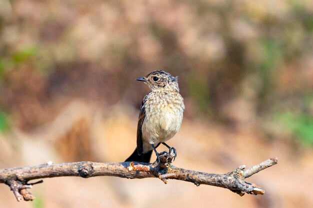 Le stonechat européen est un petit oiseau passereau ..