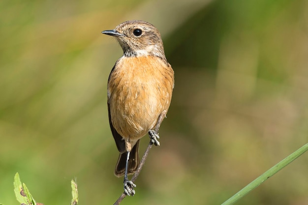 Stonechat européen femelle Saxicola rubicola Malaga Espagne