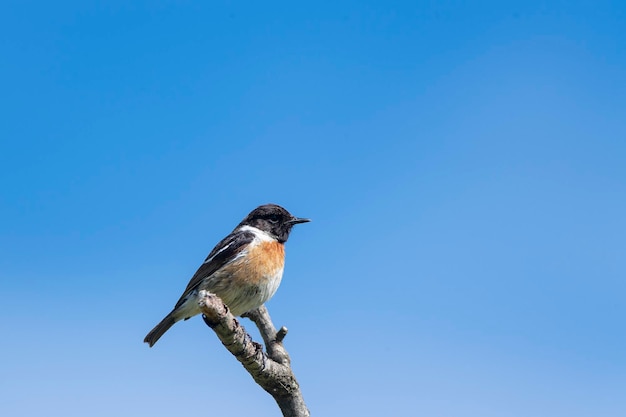 Stonechat européen Saxicola rubicola Malaga Espagne