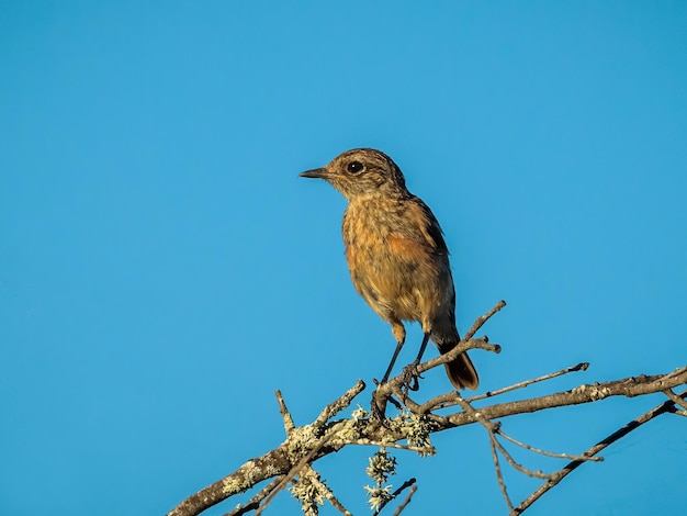 Stonechat européen Saxicola rubicola