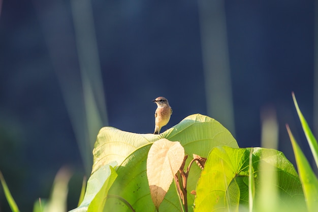 Stonechat femelle dans la nature