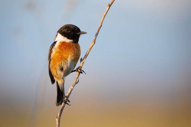 Stonechat mâle européen assis sur une tige de plante avec un ciel bleu