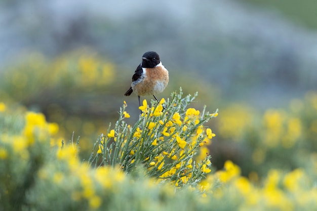 Stonechat mâle à son perchoir préféré dans son territoire de reproduction