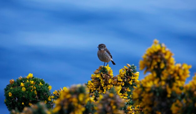 Stonechats perché sur des buissons d'ajoncs en fleurs au Pays de Galles