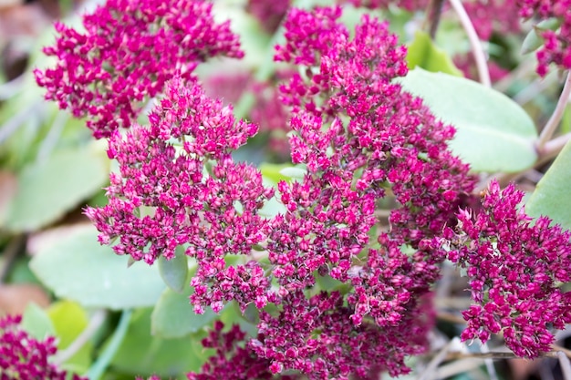 Stonecrop, sedum à la fin de l&#39;automne