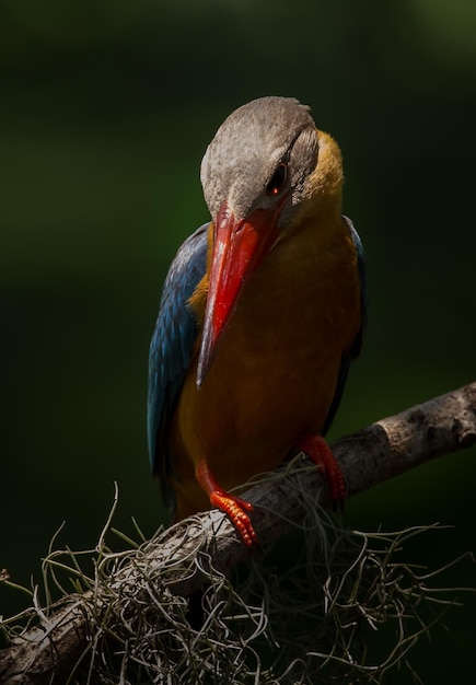 Storkbilled Kingfisher Pelargopsis capensis Linnaeus 1766 sur brunch tree