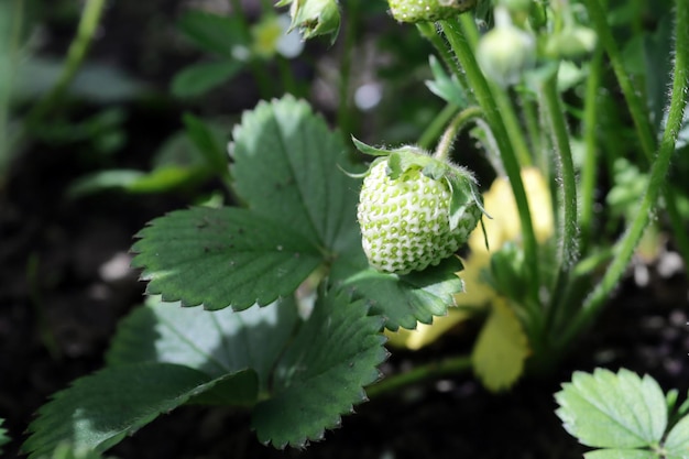 Strawberrn non mûr dans le jardin sous la lumière du soleil