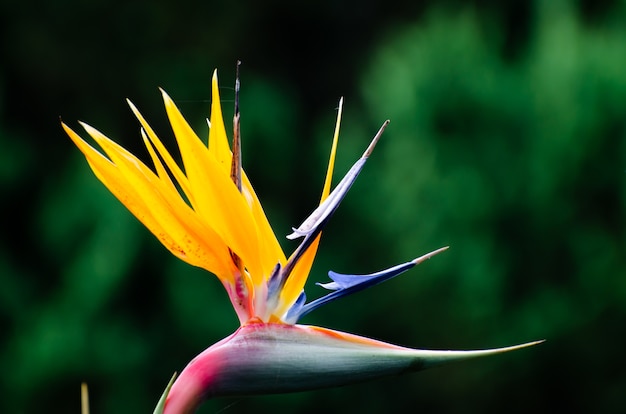 Photo strelitzia reginae fleur agrandi (oiseau de paradis fleur).