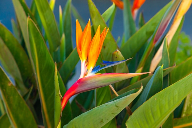 Strelitzia reginae Fleur en fleurs de la plante strelitzia royale