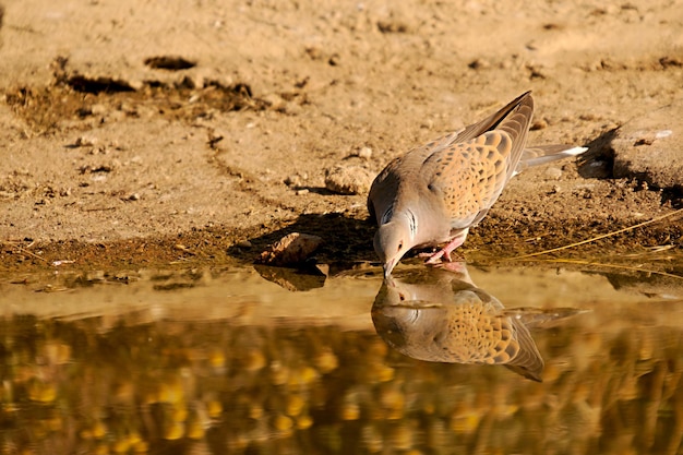 Streptopelia turtur - La tourterelle européenne est une espèce d'oiseau columbiforme des Columbidae