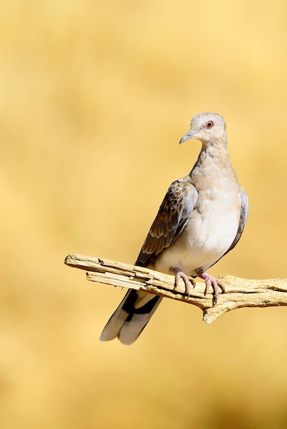 Streptopelia turtur - La tourterelle européenne est une espèce d'oiseau columbiforme des Columbidae