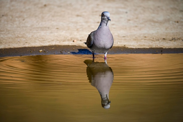 Streptopelia turtur La tourterelle européenne est une espèce d'oiseau columbiforme de la famille des Columbidae