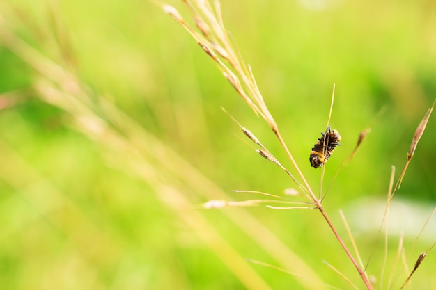 Photo stripe bug suspendu à l'herbe