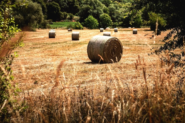 Photo strohballen auf wiese im sonnenschein