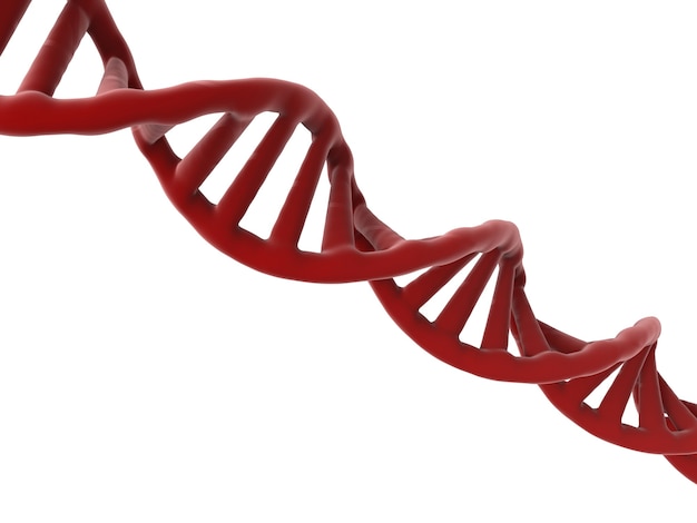 Structure d'adn de rendu 3D ou hélice d'adn sur fond blanc