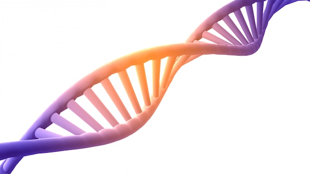 Structure de l'ADN de rendu 3D