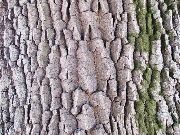 Structure en chêne écorce par une belle journée ensoleillée