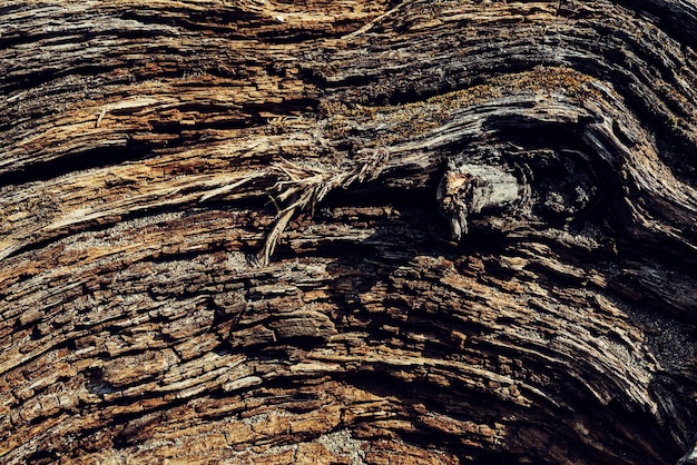 une structure décorative en bois avec des fibres des parties du tronc de l'arbre décoration de fond détails esthétiques