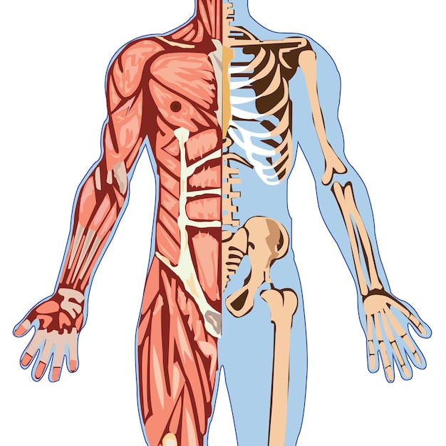 Structure du haut du corps Anatomie du squelette humain isolée sur un fond blanc