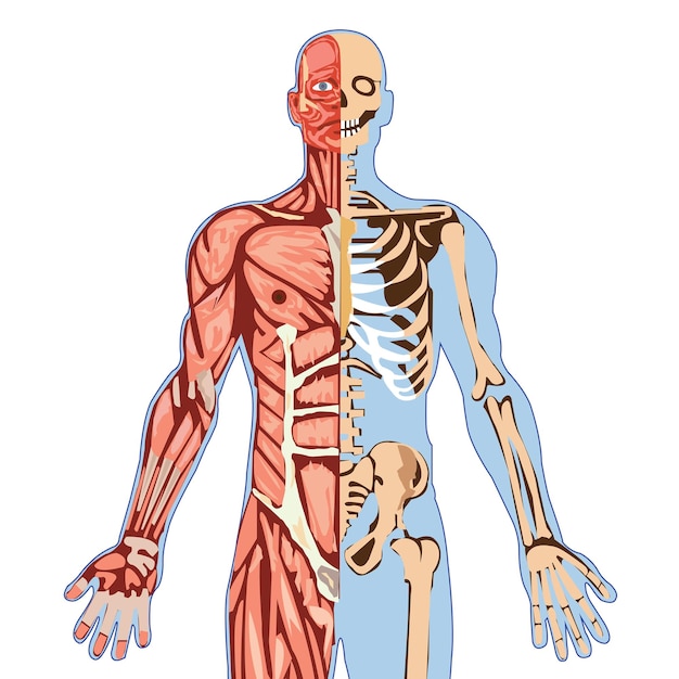 Structure du haut du corps Anatomie du squelette humain isolée sur un fond blanc