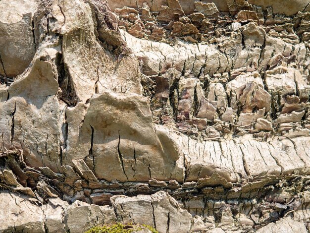 La structure de l'écorce d'un palmier L'écorce des arbres du sud La couverture protectrice du palmier