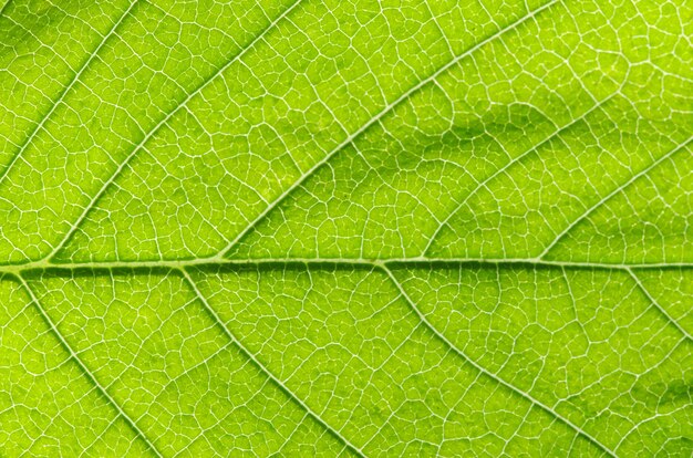 Structure de fond naturel de feuille