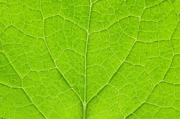 Structure de fond naturel de feuille