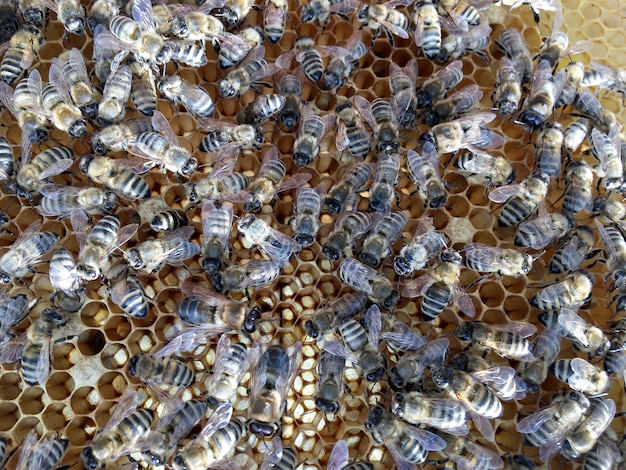 La structure hexagonale abstraite est un nid d'abeille provenant d'une ruche d'abeilles remplie de miel doré