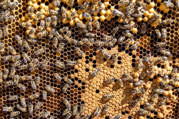 La structure hexagonale abstraite est un nid d'abeille rempli de ruche d'abeilles