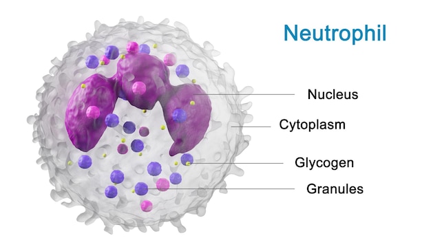 Structure leucocyte, globules blancs. Protection contre les virus et les bactéries. Le concept de science et de médecine. Vue des neutrophiles au microscope. rendu 3D.