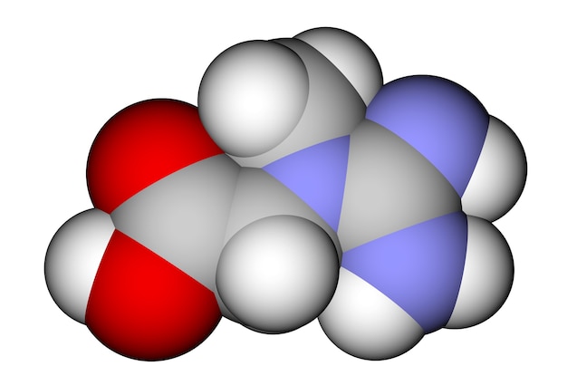 Structure moléculaire de la créatine d