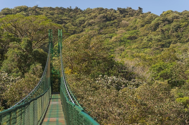 Structure de pont suspendu dans la forêt
