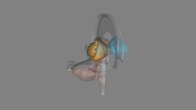 Photo les structures du cerveau avant comprennent le noyau caudé, le putamen, le nucleus accumbens et le globus pallidus.