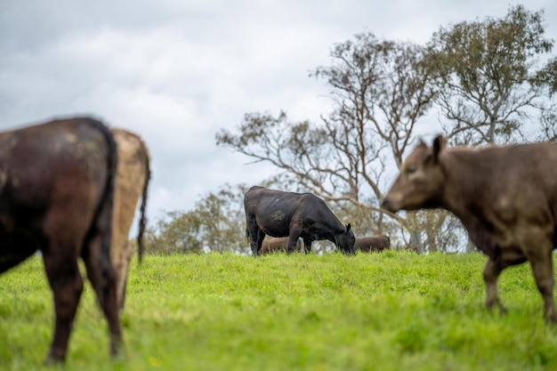 Stud Angus wagyu et murray gray Dairy beef taureaux et vaches nourris à l'herbe sur une colline en Australie