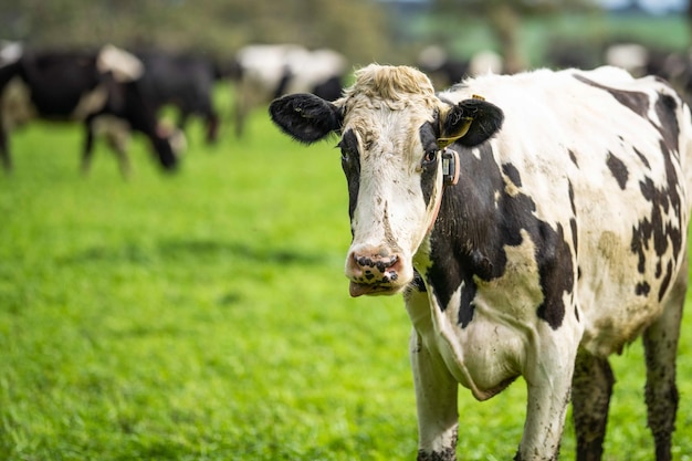 Stud Angus wagyu Murray gray Produits laitiers et bovins Vaches et taureaux broutant sur l'herbe et les pâturages Les animaux sont biologiques et élevés en liberté dans une ferme agricole en Australie
