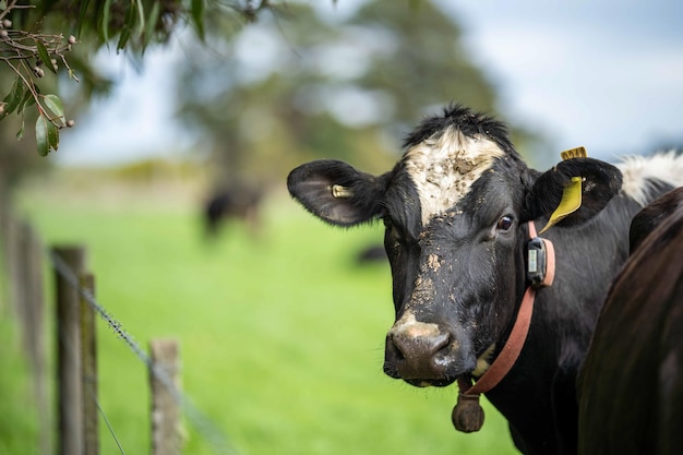 Stud Angus wagyu Murray gray Produits laitiers et bovins Vaches et taureaux broutant sur l'herbe et les pâturages Les animaux sont biologiques et élevés en liberté dans une ferme agricole en Australie