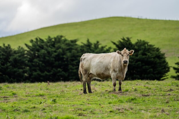 Stud Angus wagyu Murray gray Produits laitiers et bovins Vaches et taureaux broutant sur l'herbe et les pâturages dans un champ Les animaux sont biologiques et en libre parcours cultivés dans une ferme agricole en Australie