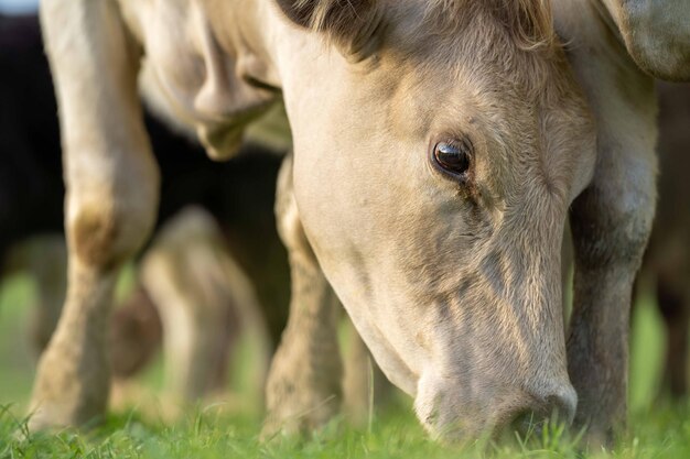 Stud Beef taureaux et vaches qui paissent sur l'herbe dans un champ en Australie races : speckle park murray grey angus bragus et wagyu