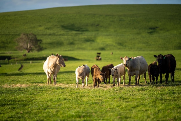 Photo stud beef taureaux et vaches qui paissent sur l'herbe dans un champ en australie races : speckle park murray grey angus bragus et wagyu