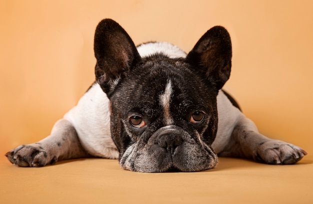 Photo studio image d'un adorable bouledogue français portant sur fond jaune