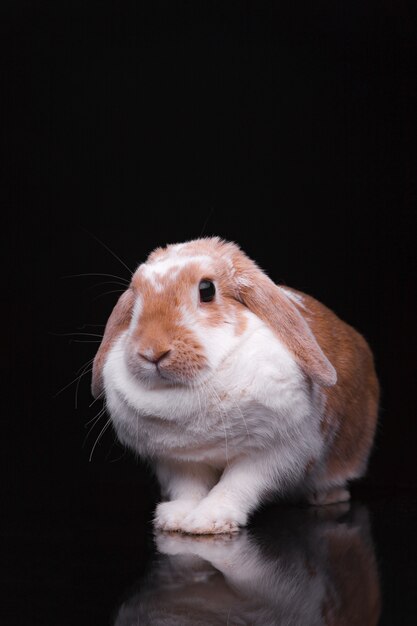 Studio photos d'un lapin rouge sur fond noir