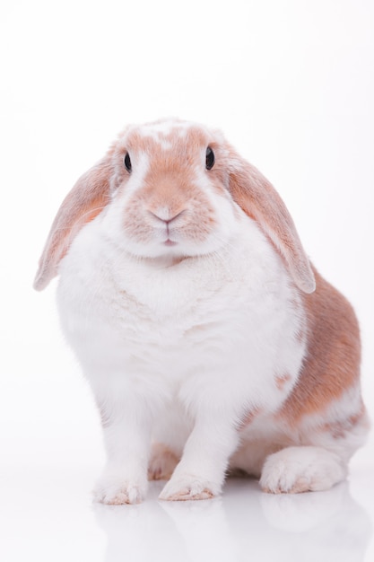 Studio photos d'un lapin rouge